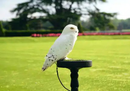 Adare_Manor_Afternoon_Falconry_11_Jack_Hardy_2022-scaled