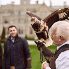 falconry-6