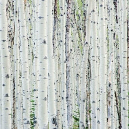 spa-renew-birch