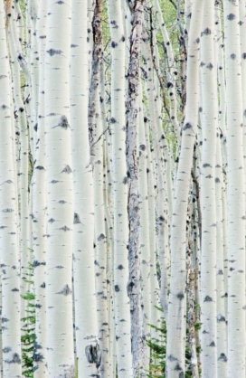 THE BIRCH TREE