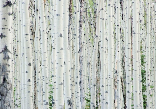 spa-renew-birch