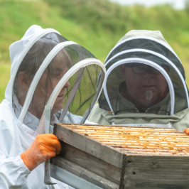 A beekeeper in protective gear carefully inspects a wooden beehive frame filled with honeycomb and bees in a lush garden setting.