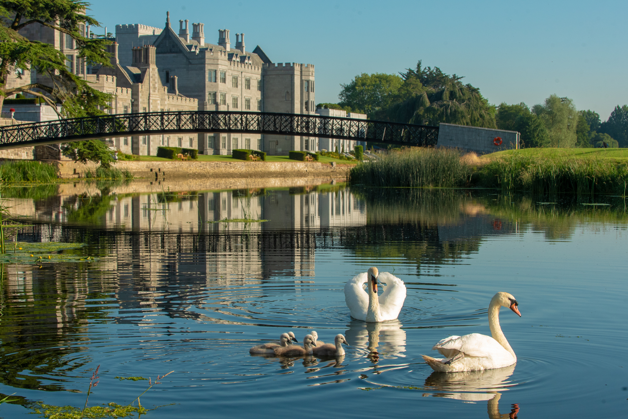 Spring Blossoms at Adare Manor